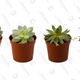 Rocker B Plant Farms Succulent (4 Pack), Mini, Green | $13 | Amazon